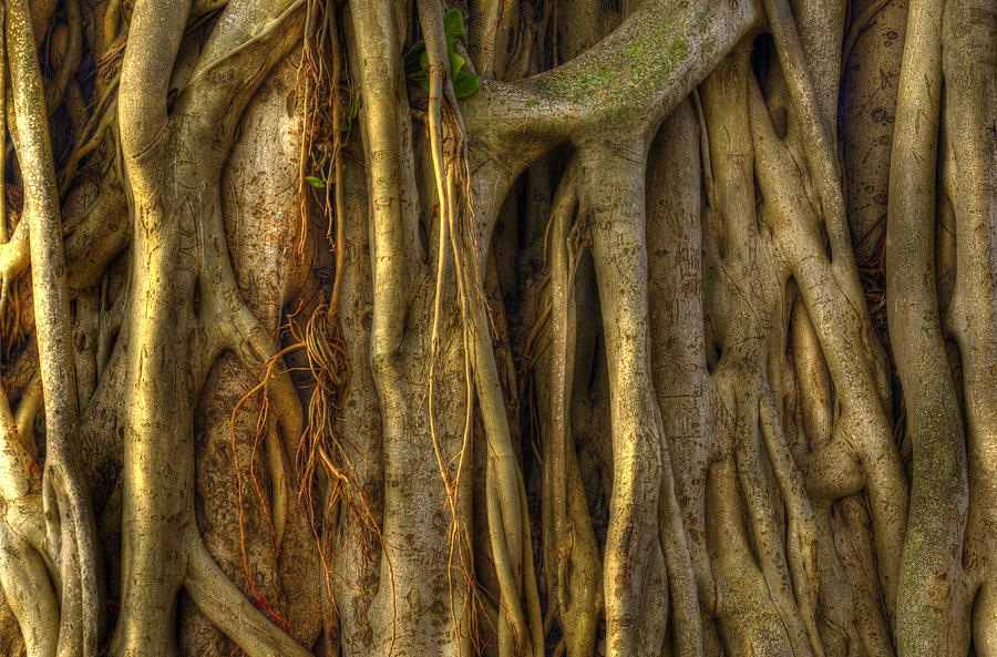 Banyan Photograph by Dustin LeFevre