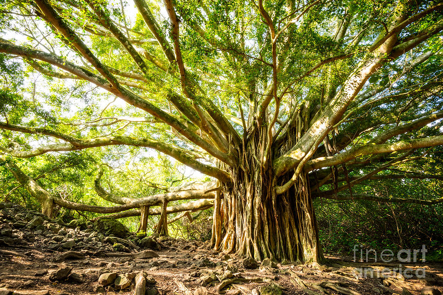 Tree of Life Photograph by Jamie Pham - Fine Art America