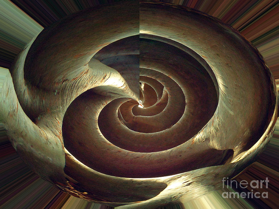 Banyan Root Shell Abstract Photograph by Ann Johndro-Collins