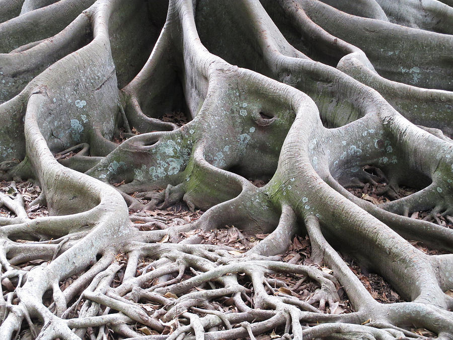 Banyan Roots Photograph by Alison Stein
