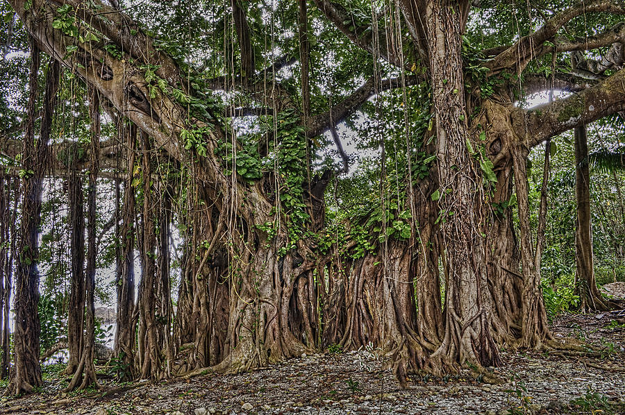 Portland Photograph - Banyan Tree At Folly by Vidal Smith Jr