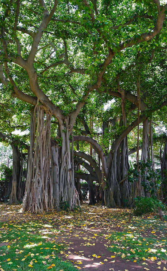 Banyan Tree At Honolulu Zoo Photograph