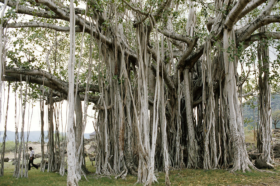 Tree Photograph - Banyan Tree by Beatrice Neff