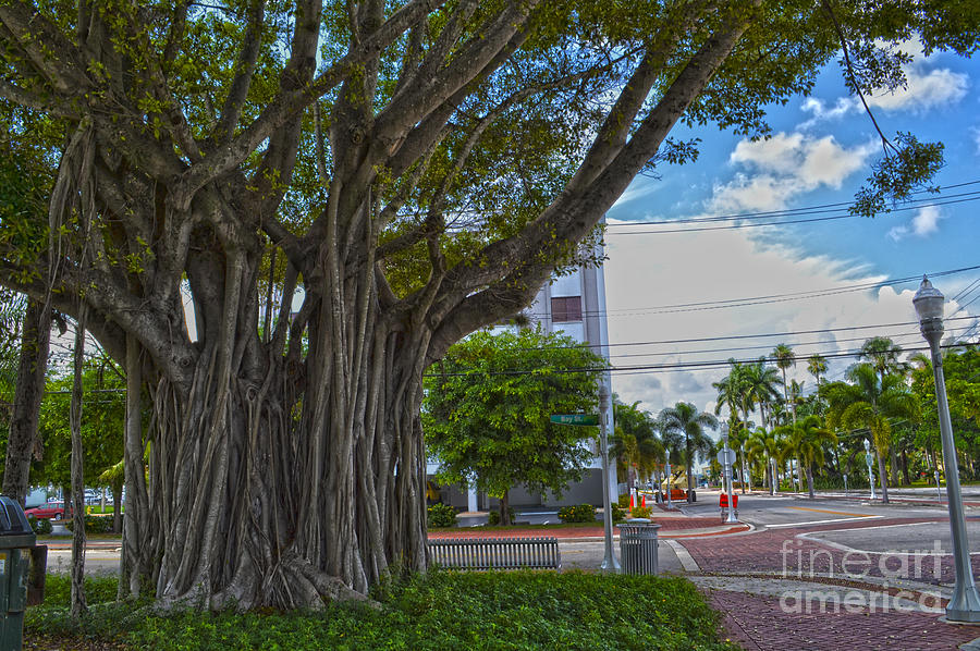 Banyan tree downtown Fort Myers Photograph by Timothy Lowry