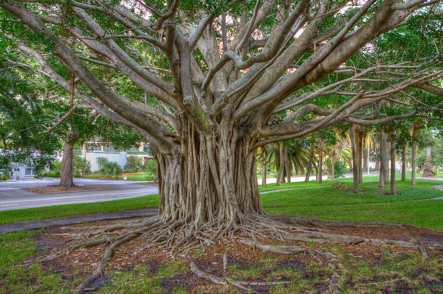 banyan tree shirts