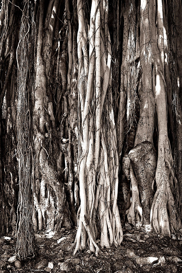 Banyan Tree Photograph by James David Phenicie