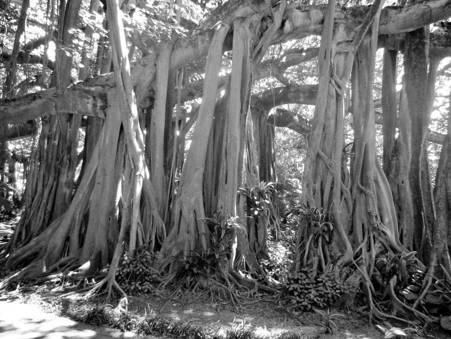 Banyan Tree Photograph by Jo Jurkiewicz