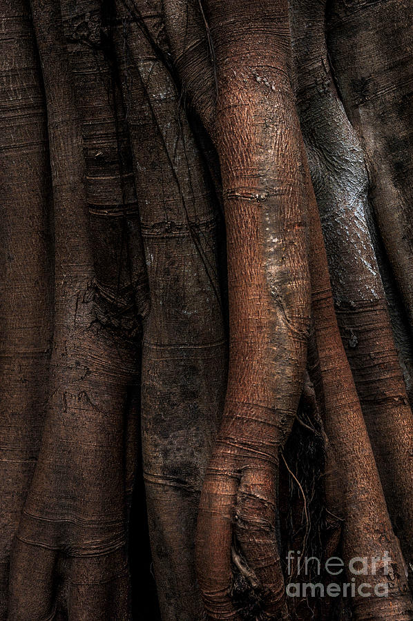 Banyan Tree Photograph