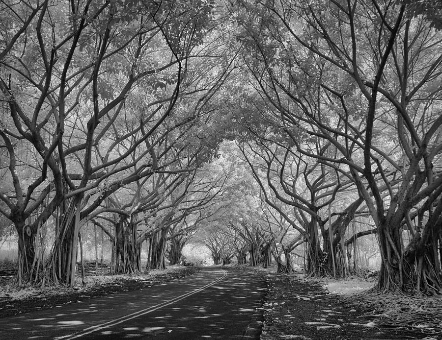 Banyan Tree Lined Road Photograph by Michael Yeager | Fine Art America