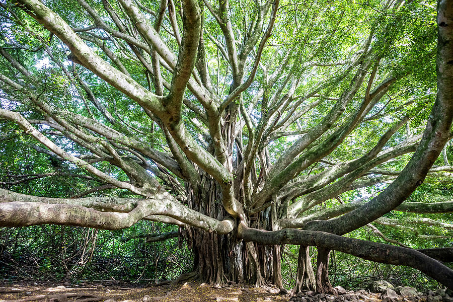 Haleakala National Park Photograph - Banyan Tree, Maui, Hawaii Islands, Usa by Fat Tony