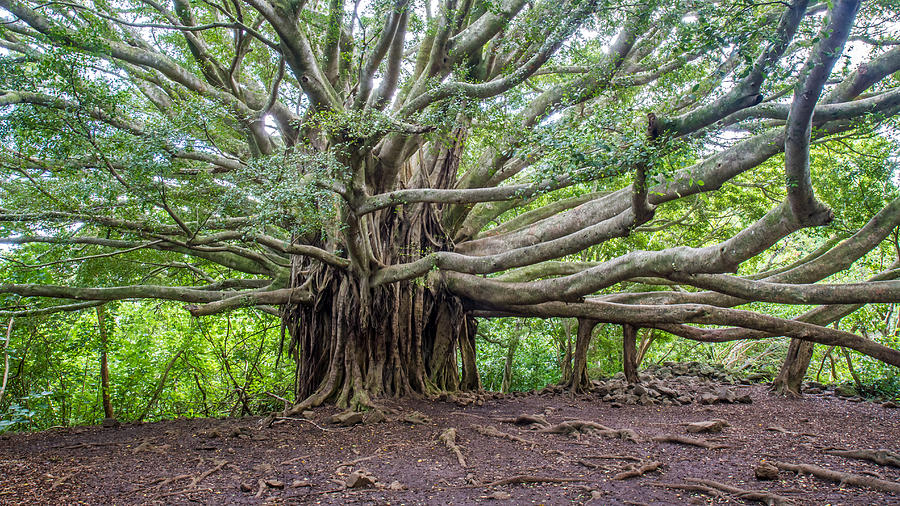 Banyan tree of life Photograph by Pierre Leclerc Photography