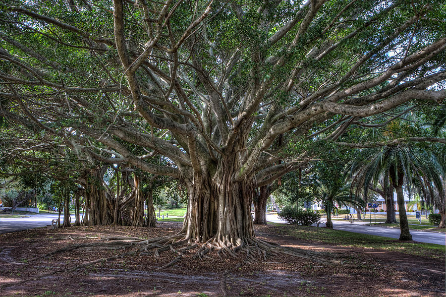 Banyan tree reaching for the sky Photograph by Gerald Adams