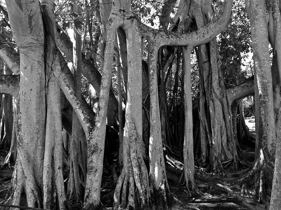 Banyan Trees Photograph by Denise Mazzocco Fine Art America