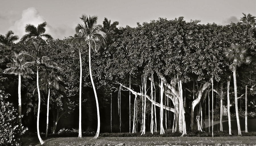 Banyan with Palms Photograph by Kim Pippinger
