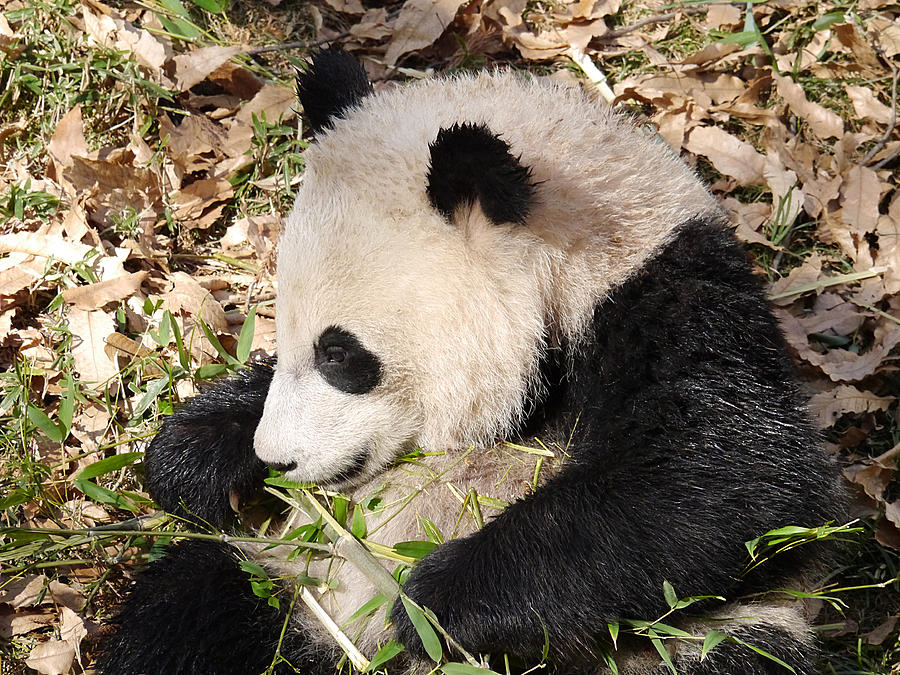 Bao Bao is not Bamboozled Photograph by Richard Reeve