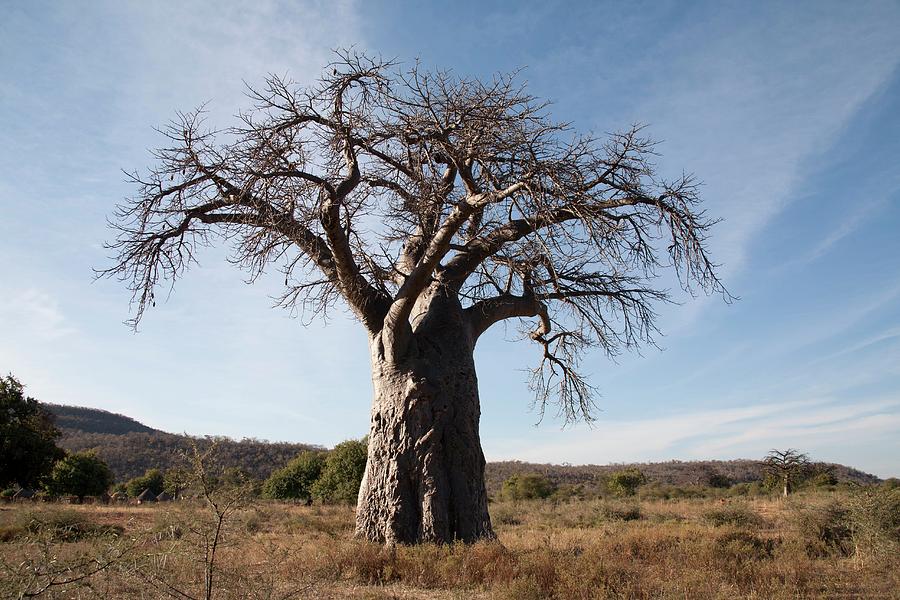 Baobab (adansonia Digitata) Tree Photograph by Dr Andre Van Rooyen/science Photo Library
