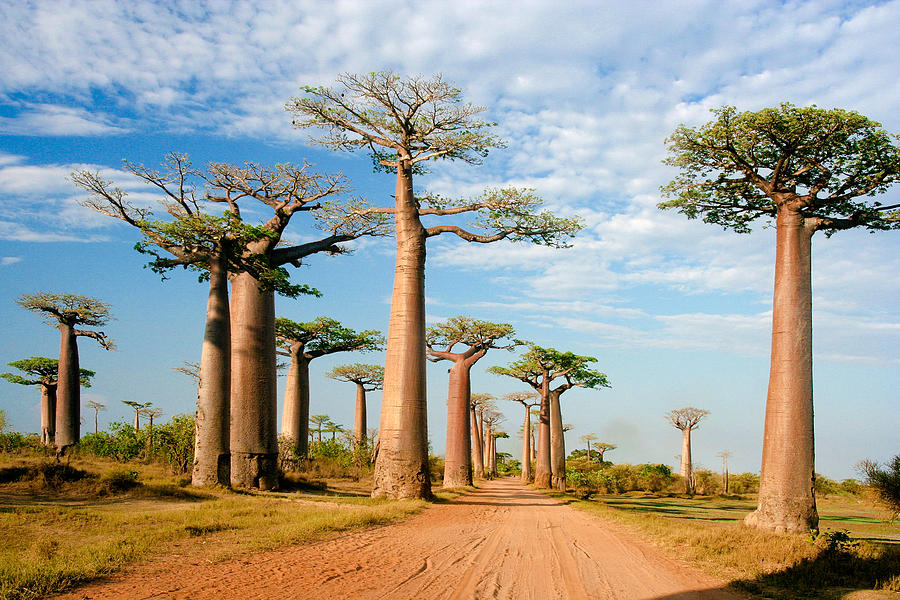 Baobab Alley, Morondava Madagasca Photograph by Jialiang Gao