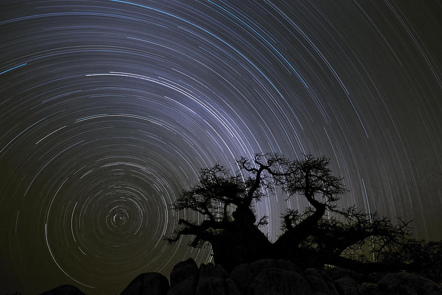 Baobab And Star Trails  Botswana Photograph by Vincent Grafhorst
