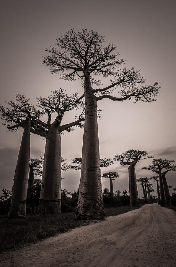 Baobab Avenue Photograph by Linda Villers