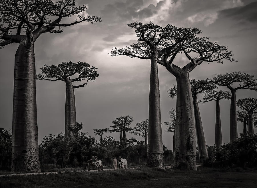 Baobab Highway Photograph by Linda Villers