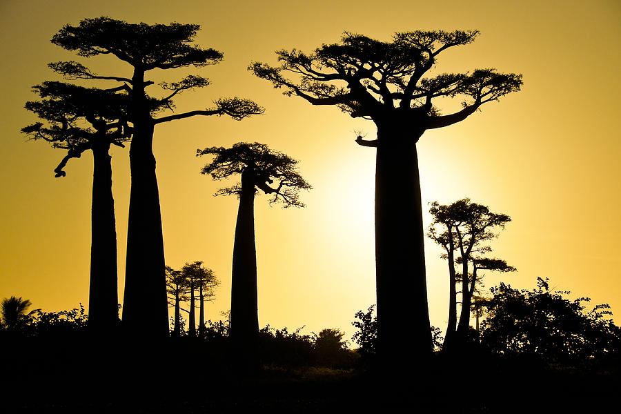 Baobab Silhouette Photograph by Michele Burgess