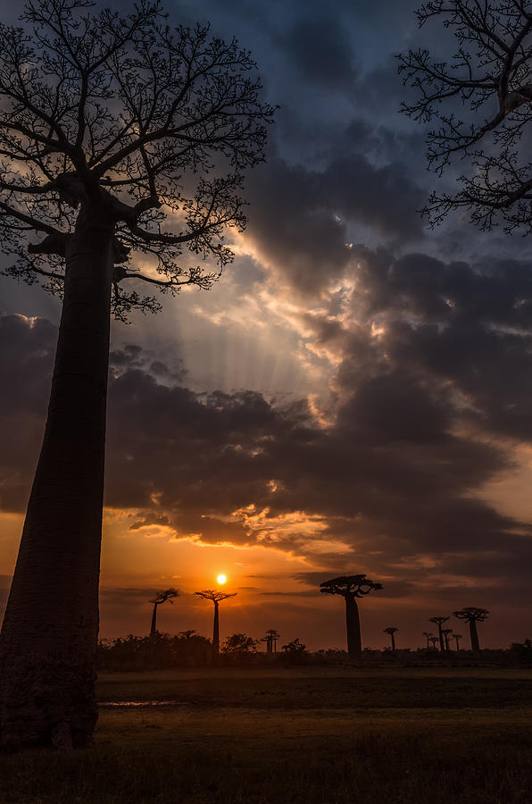 Baobab Sunrays Photograph by Linda Villers