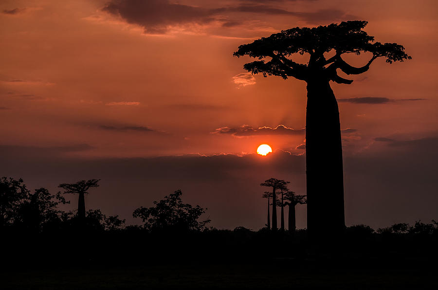 Baobab Sunrise Photograph by Linda Villers
