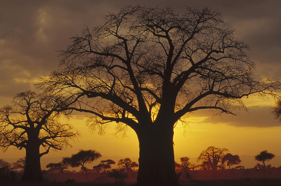 Baobab Tree At Sunset Tanzania Photograph by Gerry Ellis