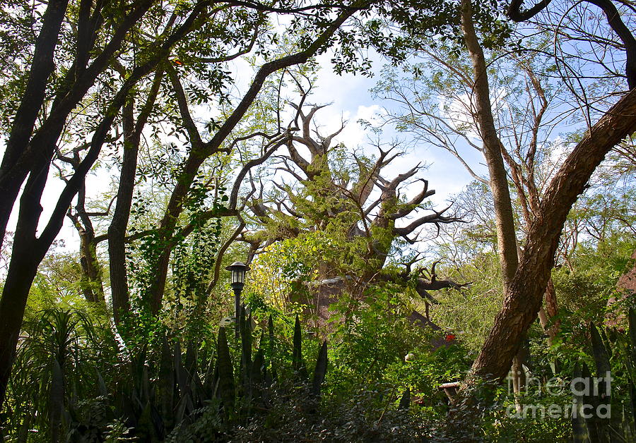 Baobab Tree Photograph by Carol  Bradley