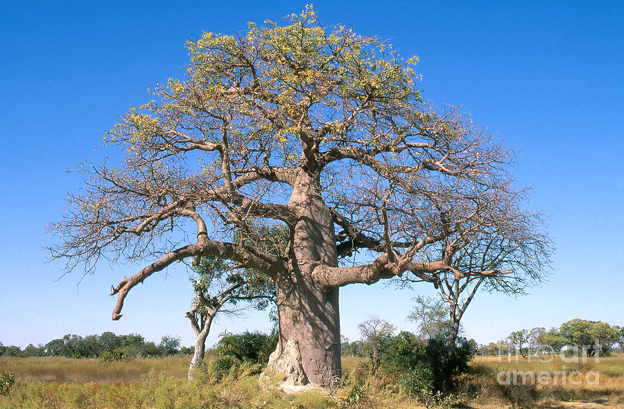 Baobab Tree In Botswana Photograph by Gregory G. Dimijian, M.D.