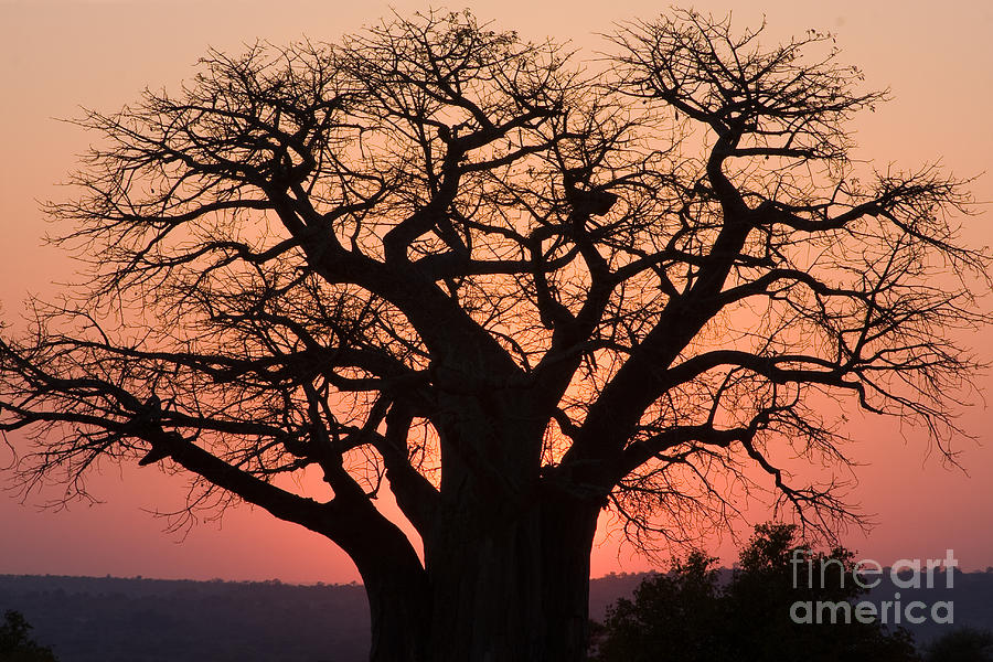 Baobab Tree Sunset Photograph by Chris Scroggins