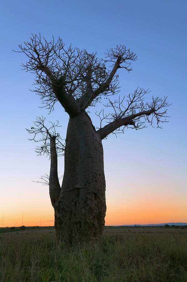 baobab after shark tank