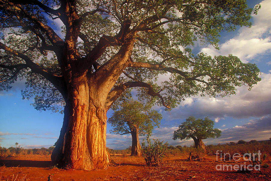 Tarangire National Park Photograph - Baobab Trees by Art Wolfe