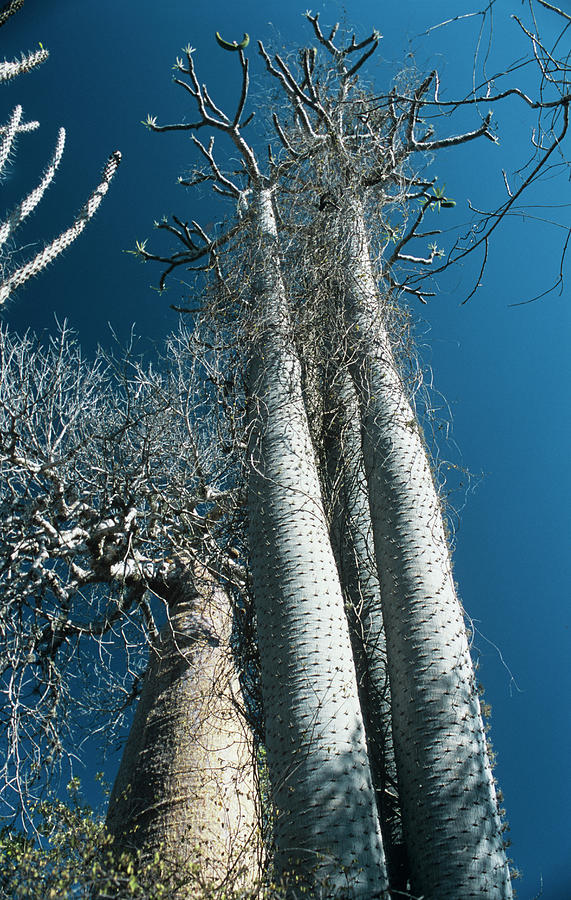 Baobab Trees Photograph by Sinclair Stammers/science Photo Library ...