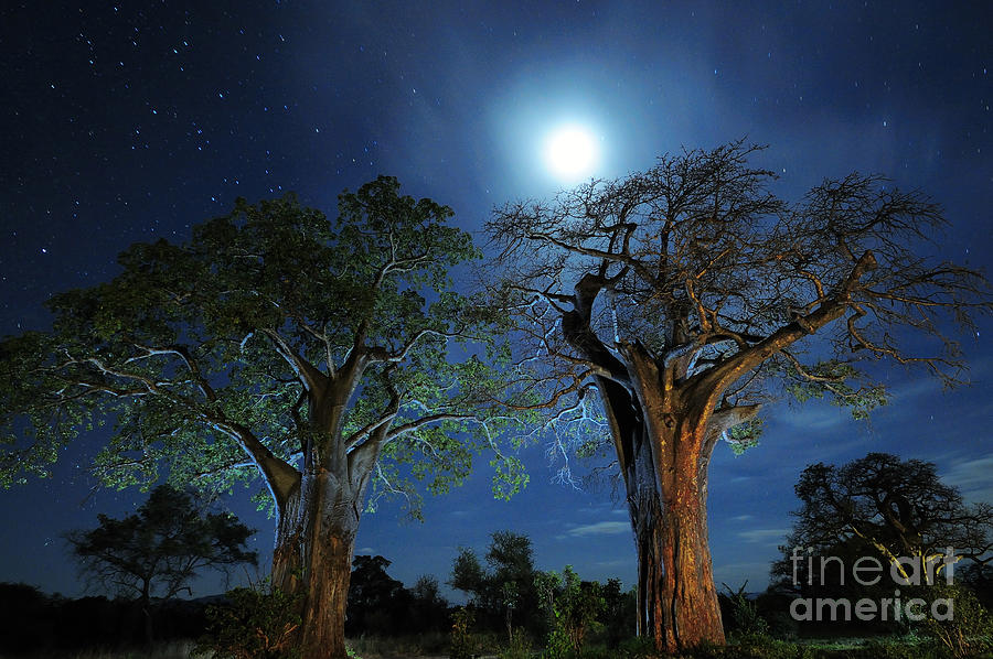 Moonlit Baobab Trees at Night in Tanzanias Tarangire National Park Photograph by Tom Schwabel