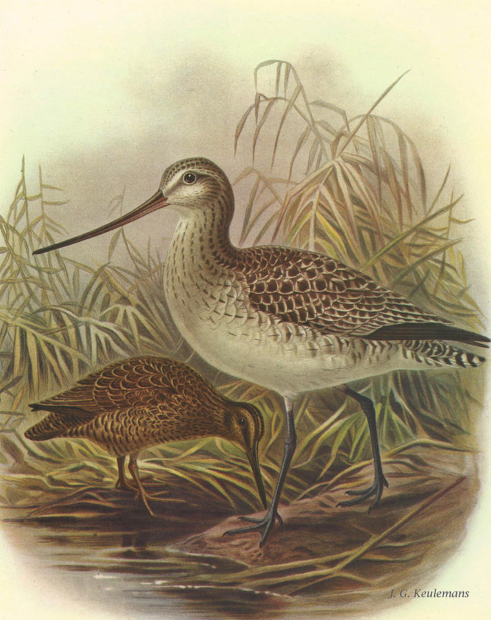 John James Audubon Painting - Bar Tailed Godwit and Chatham Island Snipe by Dreyer Wildlife Print Collections 