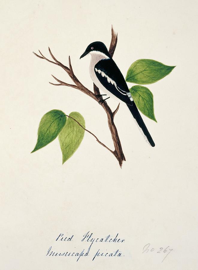 Bar-winged Flycatcher-shrike Photograph by Natural History Museum, London/science Photo Library