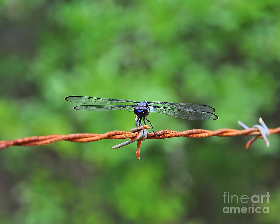Bar Winged on Barbed Wire Photograph by Al Powell Photography USA