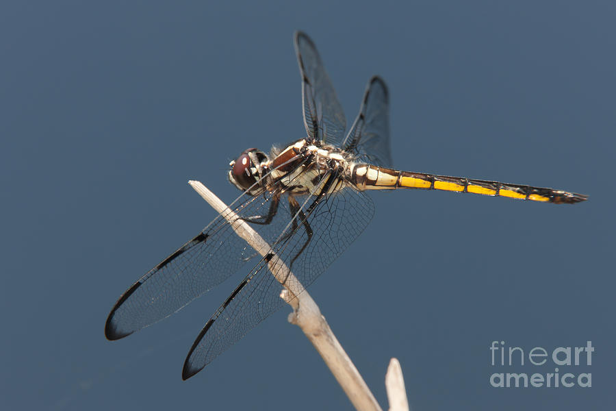Bar-winged Skimmer Dragonfly I Photograph by Clarence Holmes