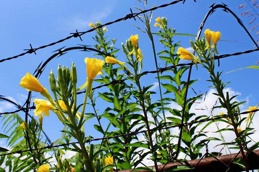 Barb Wire and Flowers Photograph by Alina Skye
