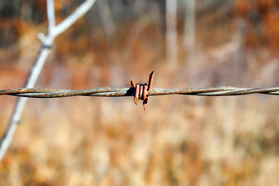 Barb Wire Fence Photograph by Jeffrey Platt