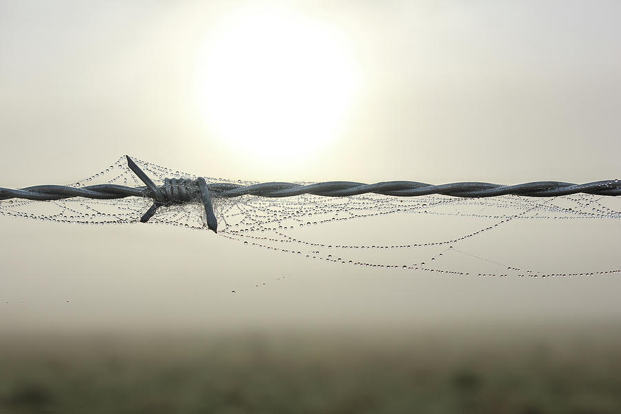 Barb Wire With Web And Dew Photograph by Aaron Foster