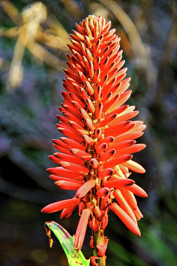 Barbadensis Aloe Vera Flower in Bloom Photograph by Mariola Bitner - Pixels