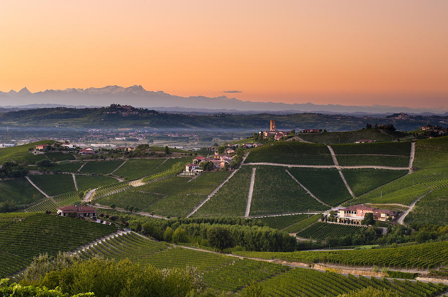 Barbaresco vineyards at dusk Photograph by Scacciamosche