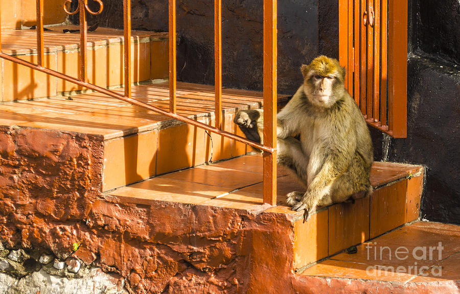 Barbary Ape on Steps Photograph by Deborah Smolinske