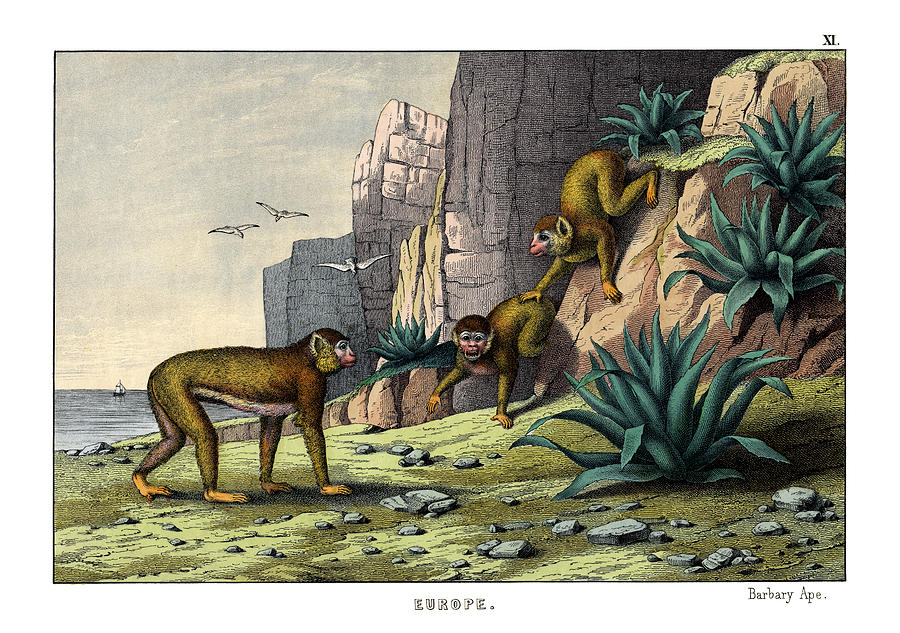 Mammal Drawing - Barbary Ape by Splendid Art Prints