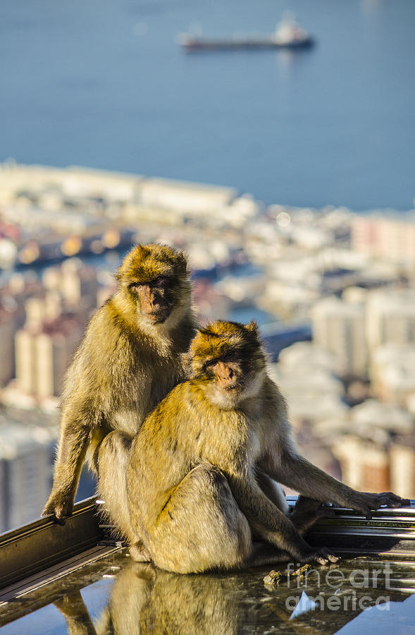 Barbary Apes on a Rooftop Photograph by Deborah Smolinske