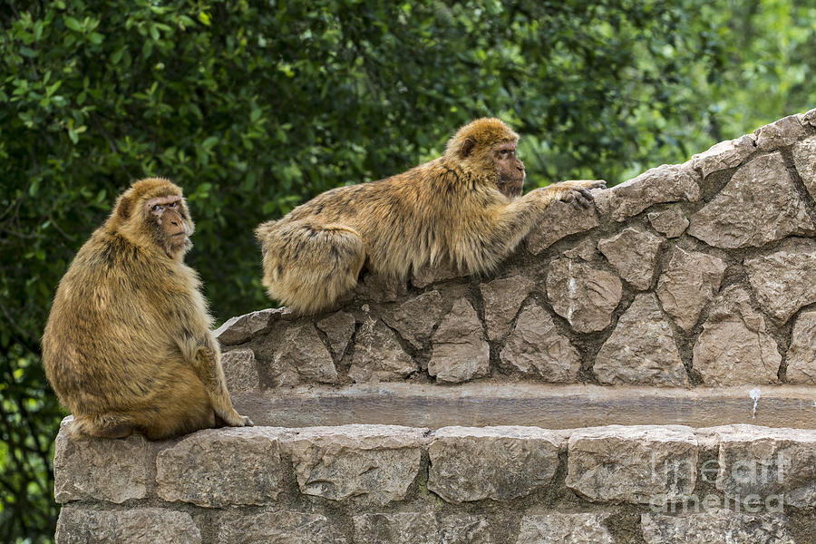 Barbary macaques Photograph by Arterra Picture Library