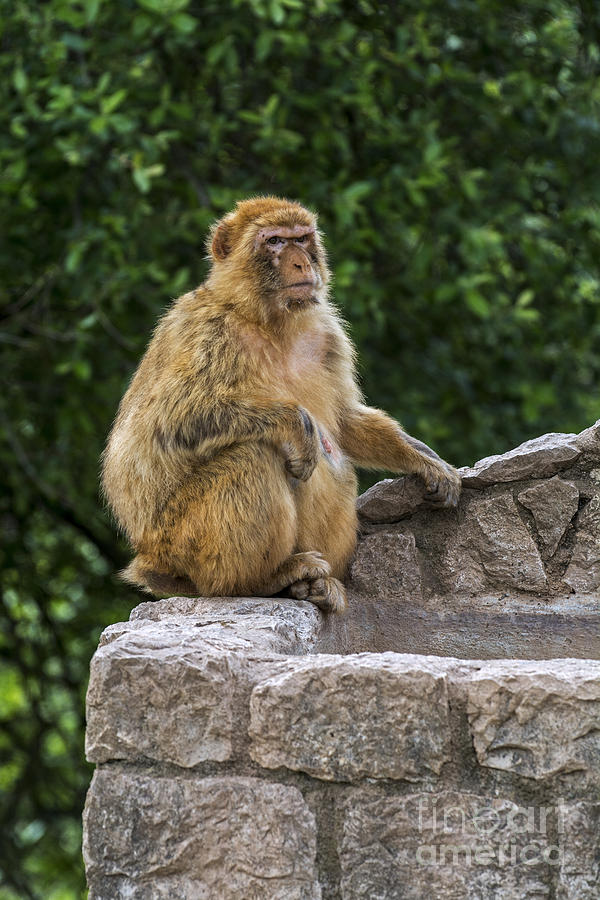 Barbary macaque Photograph by Arterra Picture Library
