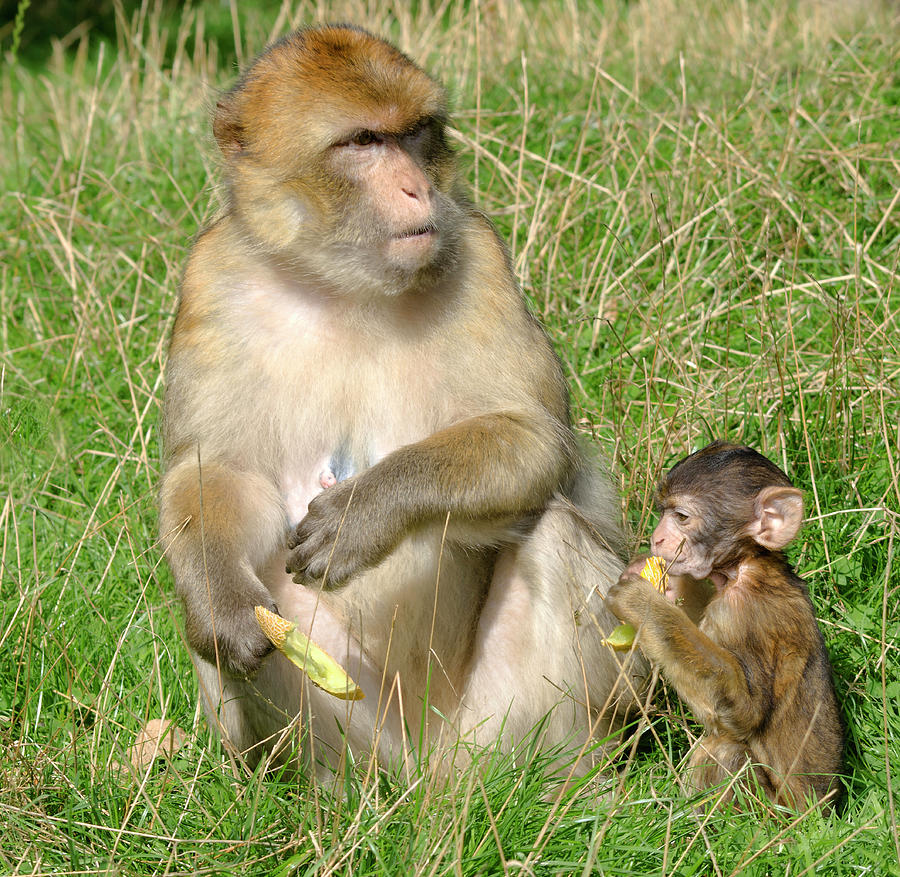 Animal Photograph - Barbary Macaque And Baby by Nigel Downer